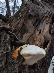 Spongipellis spumeus