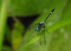 Micrathyria pseudeximia