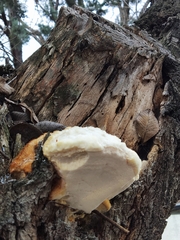 Spongipellis spumeus