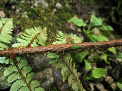 Polystichum makinoi