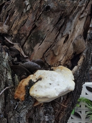 Spongipellis spumeus