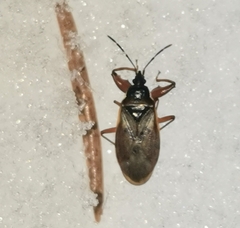 Gastrodes abietum
