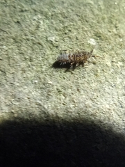 Orchesella villosa