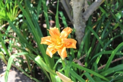 Hemerocallis