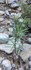 Senecio nevadensis malacitanus