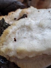 Spongipellis spumeus