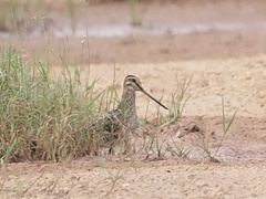 Gallinago gallinago