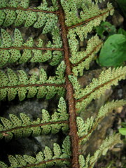 Polystichum makinoi