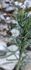 Senecio nevadensis malacitanus