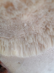 Spongipellis spumeus