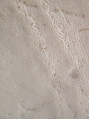 Spongipellis spumeus