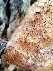 Spongipellis spumeus