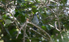 Thamnophilus punctatus