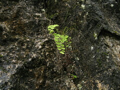 Adiantum wattii