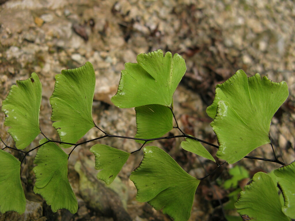 Adiantum wattii