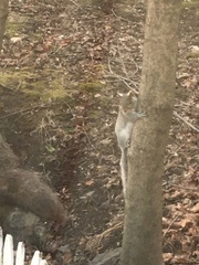 Sciurus carolinensis