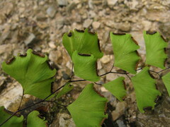 Adiantum wattii