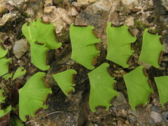 Adiantum wattii