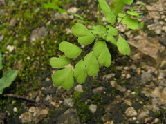 Adiantum wattii
