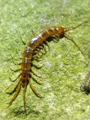 Lithobius melanops