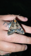 Sphingomorpha chlorea