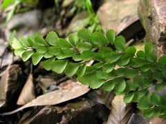 Adiantum roborowskii