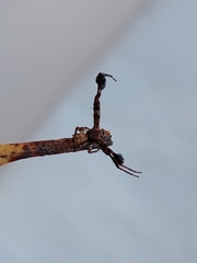 Stephanopis barbipes