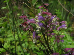 Aconitum sinomontanum