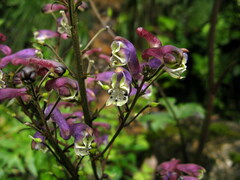 Aconitum sinomontanum