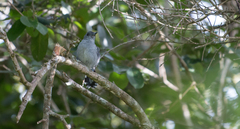 Thamnophilus punctatus