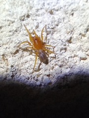 Dysderidae