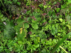 Aconitum sinomontanum