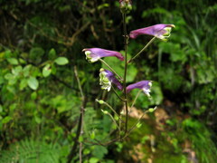 Aconitum sinomontanum