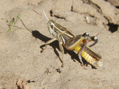 Dichroplus pratensis