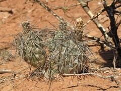 Tephrocactus alexanderi
