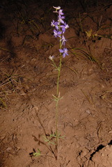 Delphinium nuttallianum