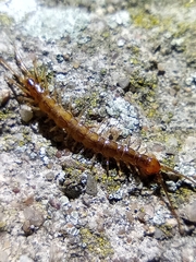 Lithobius melanops