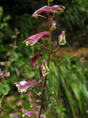 Aconitum sinomontanum