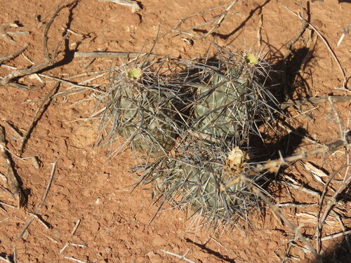 Image of Tephrocactus alexanderi by (c) Gonzalo Roget, some rights reserved (CC BY)