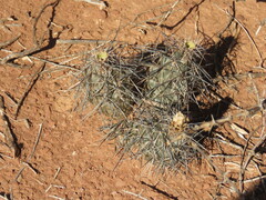 Tephrocactus alexanderi