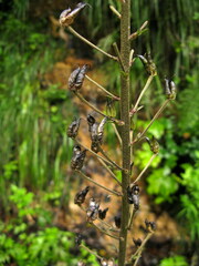 Aconitum sinomontanum