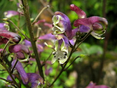 Aconitum sinomontanum
