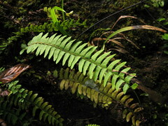 Polystichum craspedosorum