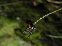 Polystichum craspedosorum
