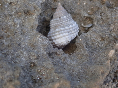Cenchritis muricatus