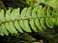 Polystichum craspedosorum