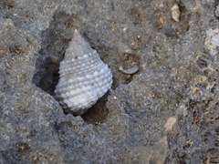 Cenchritis muricatus