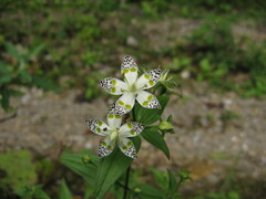 Swertia bimaculata