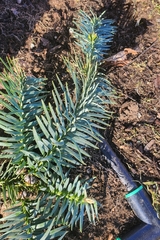 Cunninghamia lanceolata
