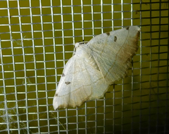 Eilicrinia trinotata